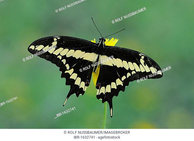 Giant Swallowtail (Papilio cresphontes), adult feeding on flower, Fennessey Ranch, Refugio, Coastal Bend, Texas Coast, USA