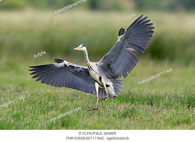 Grey Heron (Ardea cinerea) adult, in flight, with alulas raised, landing on marsh, Suffolk, England, June