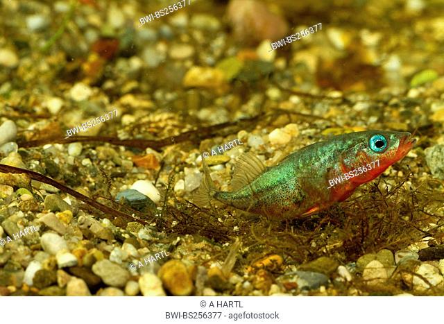 three-spined stickleback Gasterosteus aculeatus, male building a nest, sticking nesting material together, Germany