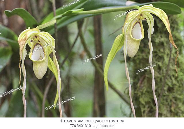 Rare Phragmipedium warszewiczianum orchids, Copalinga, Podocarpus National Park, Zamora, Ecuador