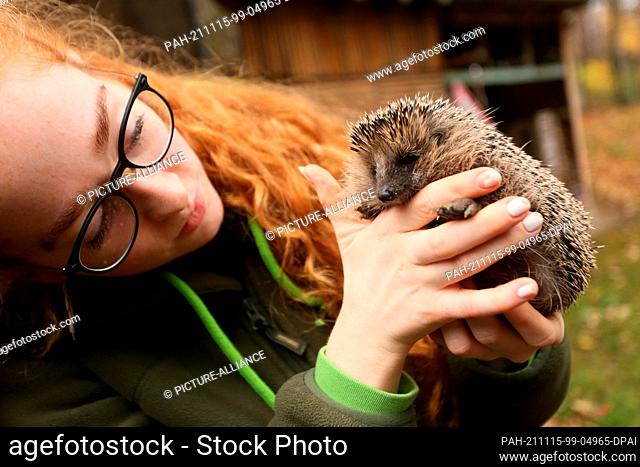 15 November 2021, Saxony-Anhalt, Wernigerode: An underweight hedgehog sits on the hand of Shireen Lind in Wildpark Christianental