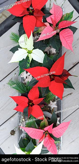 15 November 2022, Schleswig-Holstein, Bargteheide: Poinsettia plants with different colored leaves stand in flower pots. Photo: Markus Scholz/dpa