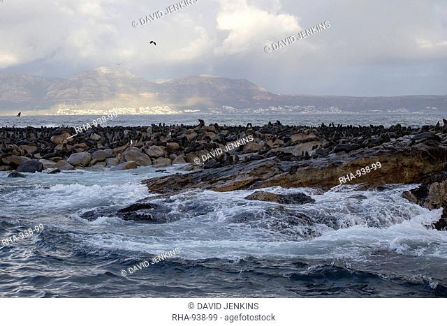 Cape fur seals (Arctocephalus pusillus pusillus), Seal Island, False Bay, Simonstown, Western Cape, South Africa, Africa