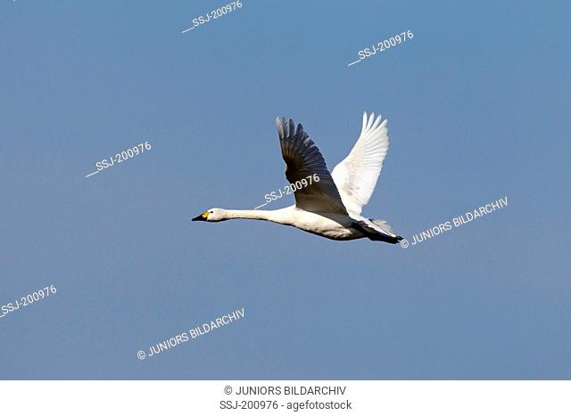 Bewick's Swan, Tundra Swan (Cygnus bewickii, Cygnus columbianus bewickii). Adult in flight. Germany