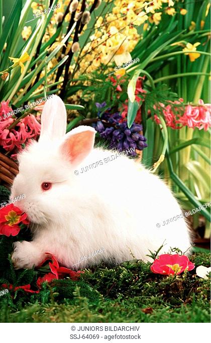 young white rabbit