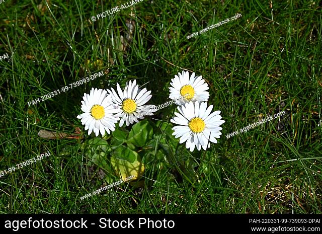 29 March 2022, Berlin: Daisies, Latin Bellis perennis, also known as Maßliebchen, Tausendschön or Margritli, grow in a meadow
