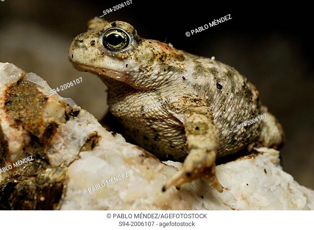 Natterjack toad (Bufo calamita) in Valdemanco, Madrid, Spain