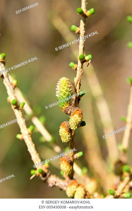 The young spring shoots of larch