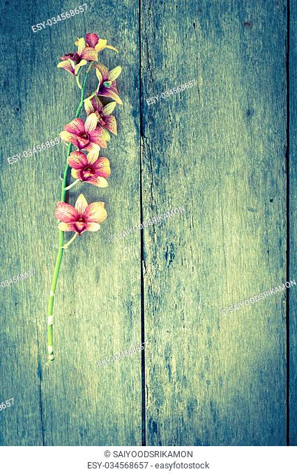 Orchid vintage on wooden background