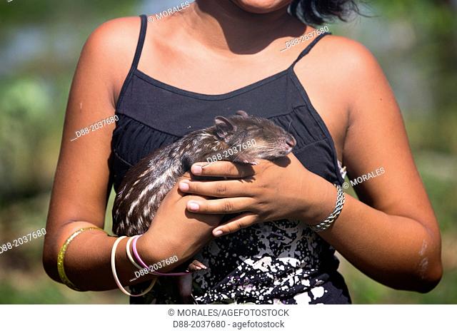 South America , Brazil, Amazonas state, Manaus, Amazon river basin, Lowland paca or Spoptted paca (Cuniculus paca), baby in the arms of a young girl