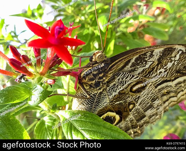 Owl butterflies of the genus Caligo are known for their huge eyespots, resembling the eyes of an owl. They are found in Central and South America, and Mexico