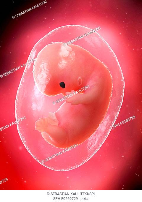 Foetus at week 8, computer illustration