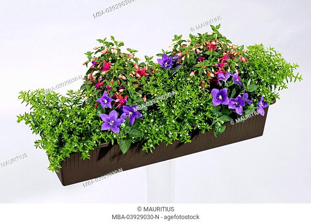 Balcony box, expertly planted