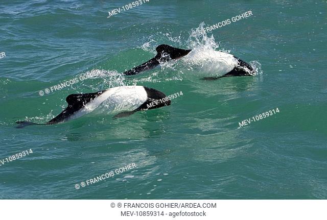 Commerson's dolphin (Cephalorhynchus commersonii). Coast of Patagonia, Argentina