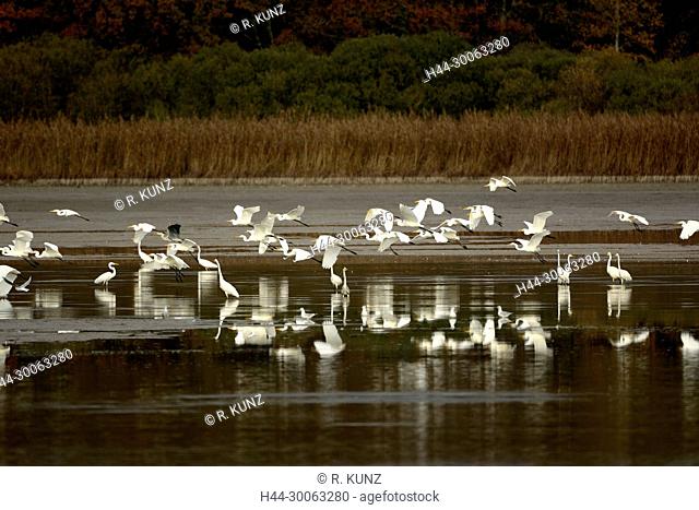 Great Egret, Egretta alba, Ardeidae, Egret, Heron, big flock, bird, animal, Etang de la Horre, Lentilles, Champagne, Aube department, France