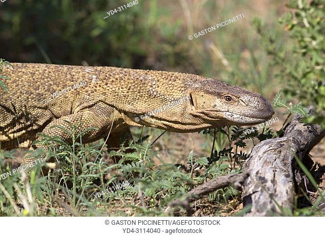 Monitor lizard, Varanus albigularis, Tadoba Tiger Reserve, Chandrapur,  Maharashtra, India, Stock Photo, Picture And Rights Managed Image. Pic.  ZQ5-3247871 | agefotostock
