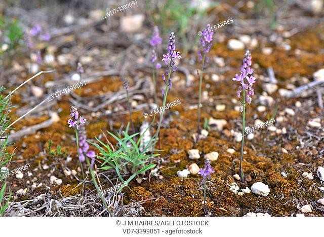 Prospero obtusifolium intermedium is a perennial herb endemic to western Mediterranean Basin. Is included in the Red List of threatened species