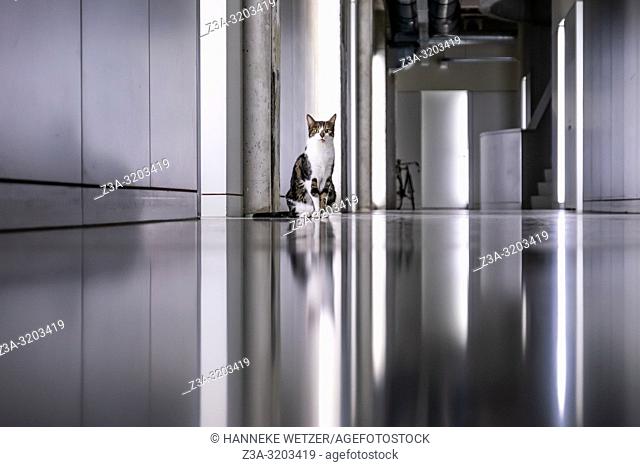 Cat in the minimalistic interior of former Philips factory building Anton at Strijp-S in Eindhoven, the Netherlands