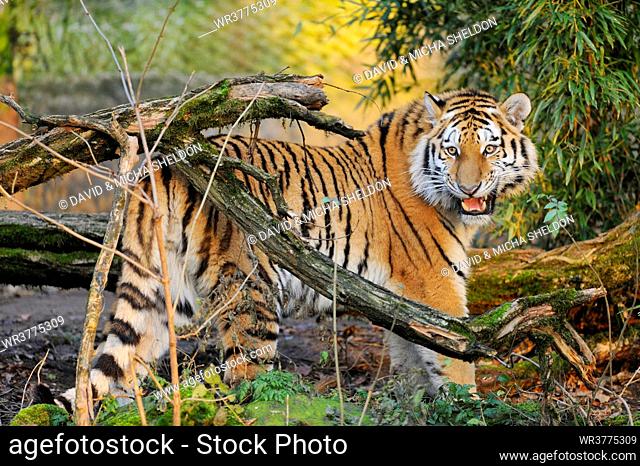 Siberian tiger, Bavaria, Germany
