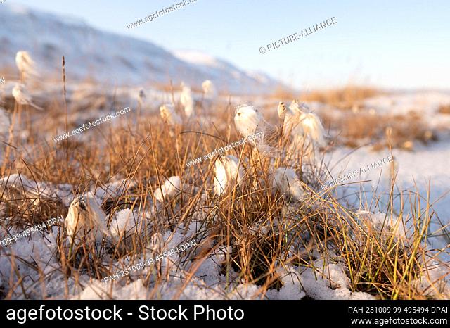 26 September 2023, Norway, Longyearbyen: White cotton grass growing in snow in Adventfjord. Photo: Sebastian Kahnert/dpa