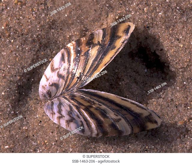 Zebra Mussel Shell