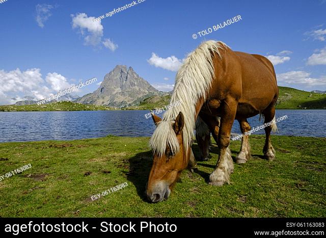 horses front Midi d Ossau, Gentau lake, Ayous lakes tour, Pyrenees National Park, Pyrenees Atlantiques, France