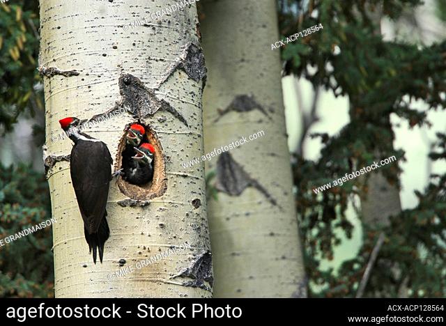 Pileated woodpecker (Dryocopus pileatus) with young in nest in mature trembling aspen tree (Populus tremuloides). Banff National Park Alberta Canada