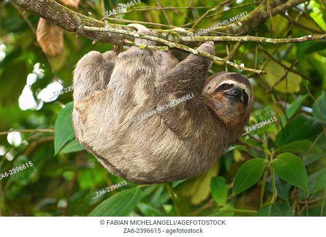 Three-toed sloth (Bradypus variegatus) in the northern mountain rainforests, Venezuela