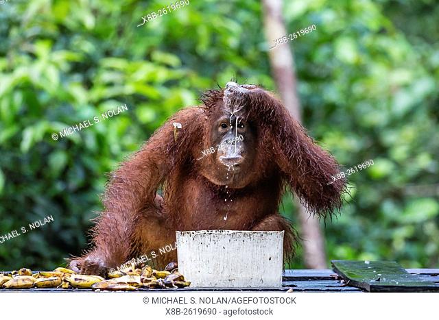 Reintroduced adolescent orangutan, Pongo pygmaeus, Camp Leakey, Tanjung Puting National Park, Borneo, Indonesia