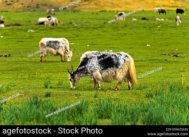 Yaks auf der Weide, Gorchi-Tereldsch-Nationalpark, Mongolei / Yaks on a pasture, Gorkhi-Terelj National Park, Mongolia