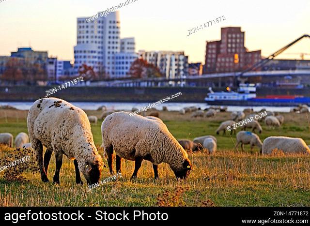 Schafe auf den Rheinwiesen vor den Gehry Bauten und der Hafenbruecke, Duesseldorf, Nordrhein-Westfalen. Deutschland, Europa