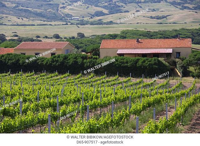 Italy, Sardinia, Northern Sardinia, Costa Paradiso area, Vignola Mare, artisanal vineyard