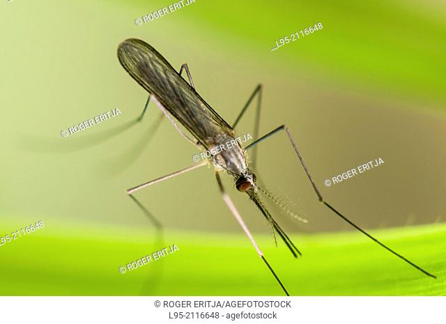 Resting female of the European autochtonous mosquito species Anopheles plumbeus