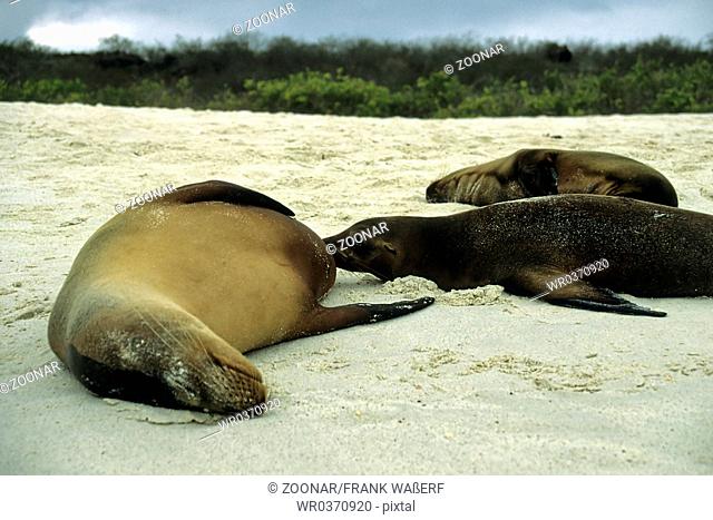 Galápagos-Sea Lion