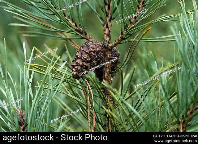 14 January 2020, Brandenburg, Frankendorf: A pine cone grows on a branch in a seed plantation of the state enterprise Forst Brandenburg