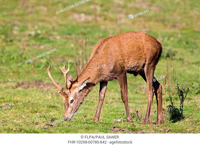 Red Deer Cervus elaphus immature stag, grazing, during rutting season, Minsmere RSPB Reserve, Suffolk, England, october