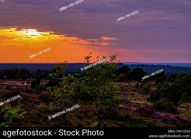 Sunset at Wilseder Berg, Lüneburg Heath, Lower Saxony, Germany, Europe