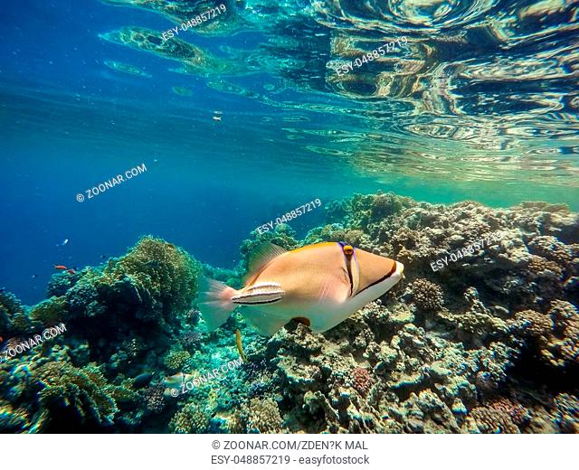 Red Sea Arabian Triggerfish (Rhinecanthus assasi) fish on coral garden in red sea, Marsa Alam, Egypt