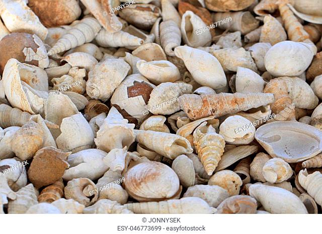 shell fosils collection as nice natural background
