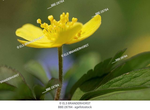 Single flower of, Yellow Wood Anemone (Anemone ranunculoides)