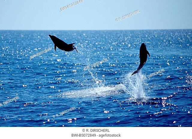 common dolphin, short-beaked Common Dolphin, saddleback(ed) dolphin, crisscross dolphin (Delphinus delphis), jumping individuals , Mexico, Baja California