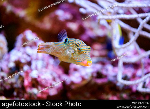 Pufferfish, canthigaster solandri, sideways, swimming