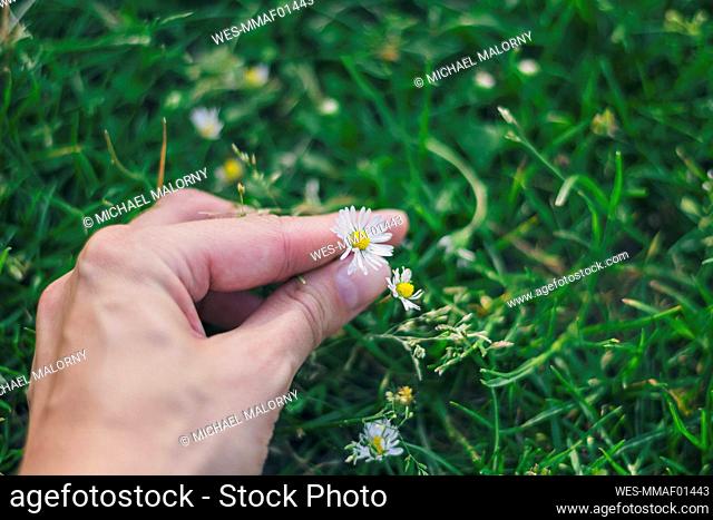 Man picking daisy from grass