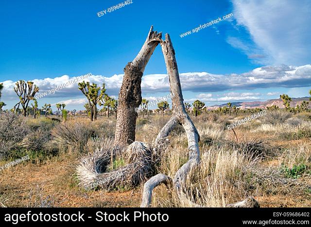 Dead Joshua tree with broken trunk at the grassland of Joshua Tree National Park. Thriving palm tree yuccas and grasses under vibrant blue sky can be seen in...