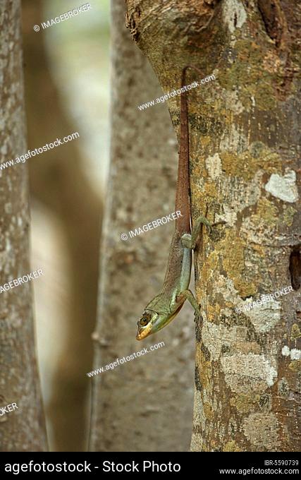 Richard's Anole (Anolis richardii) introduced species, adult, descending tree trunk, Tobago, Trinidad and Tobago, Central America
