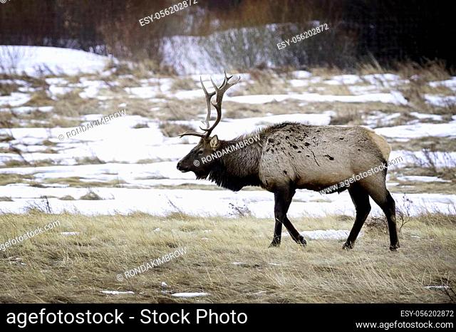 A bull elk walking across the meadow in Horseshoe Park located in Rocky Mountain National Park in the winter time