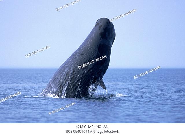 Sub-adult Sperm Whale Physeter macrocephalus breaching in northern Gulf of California, Mexico