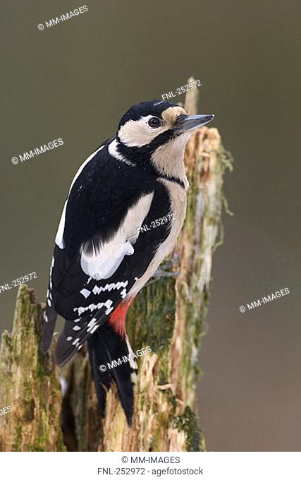 Close-up of Great Spotted Woodpecker Dendrocopos major perching on tree stump