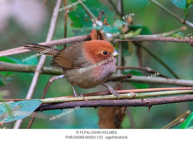 Brown-winged Parrotbill Paradoxornis brunneus adult, perched on twigs, Tengchong, Yunnan, China, march