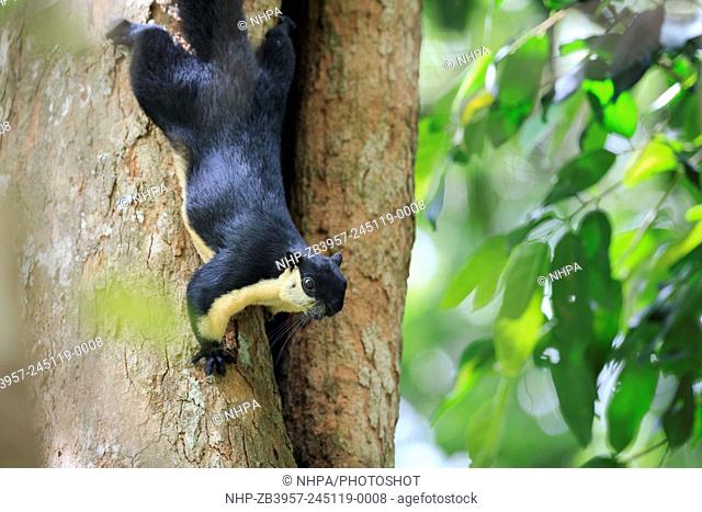 Black Giant Squirrel (Ratufa bicolor) on tree trunk. Kaeng Krachan National Park. Thailand